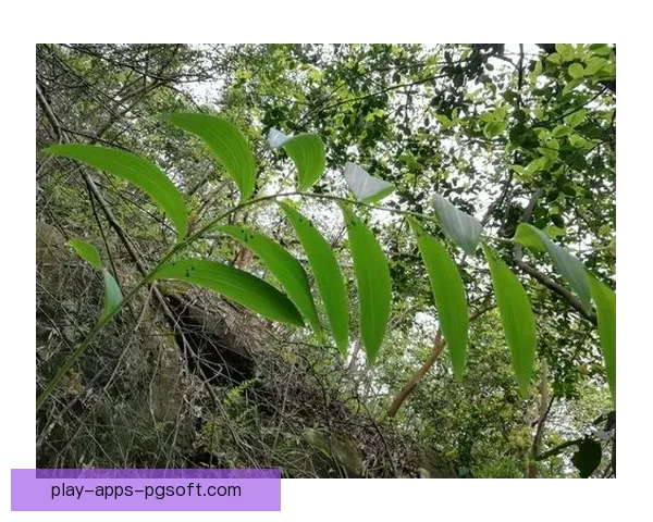 穿越山林，探寻极限挑战30字